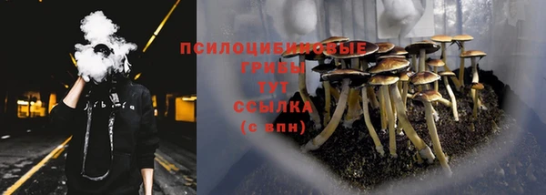 гашик Алексин